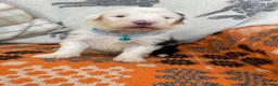 Old English Sheepdog dogs for sale: Old English sheep dog puppies  - Advert 14