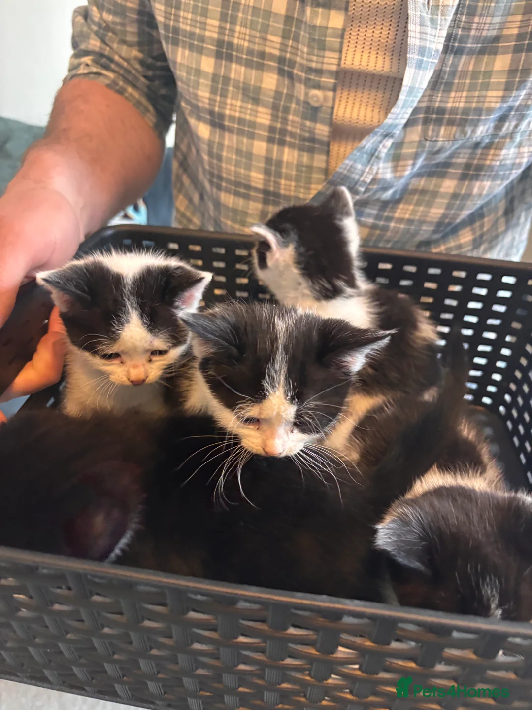 Mixed Breed cats for sale: Black & White mix kittens - Advert 3