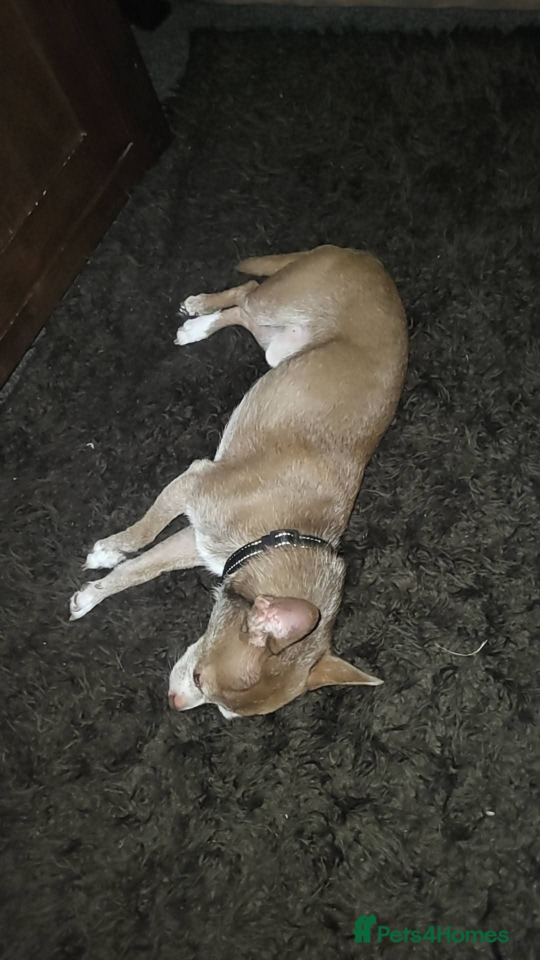 Chihuahua dogs Sad sale of male chihuahua - Advert 1