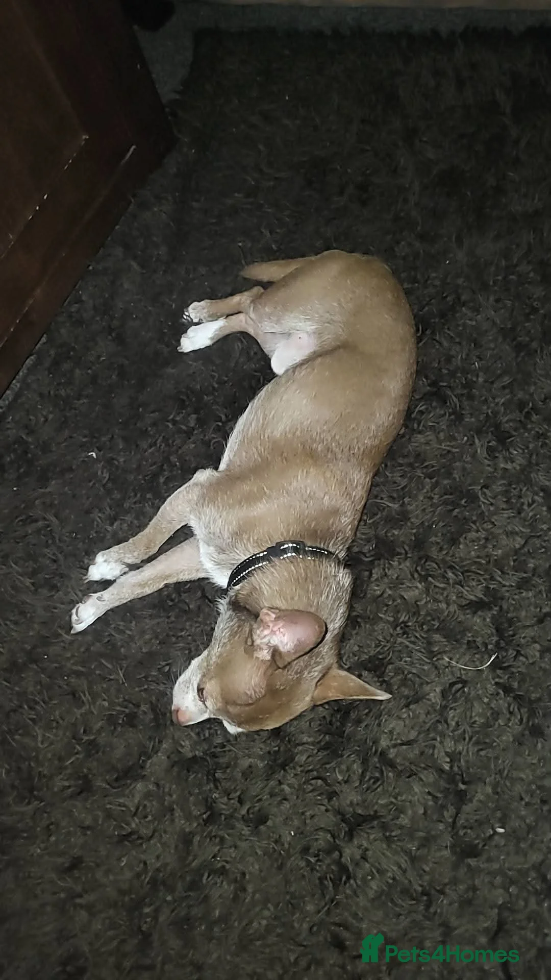 Chihuahua dogs for sale: Sad sale of male chihuahua - Advert 1