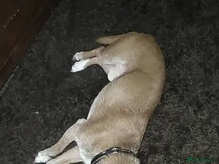 Chihuahua dogs Sad sale of male chihuahua - Advert 1