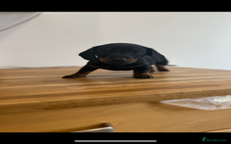 Miniature Dachshund dogs for sale:   🐾READY NOW🐾 | ONLY 1 BOY LEFT - Image 31