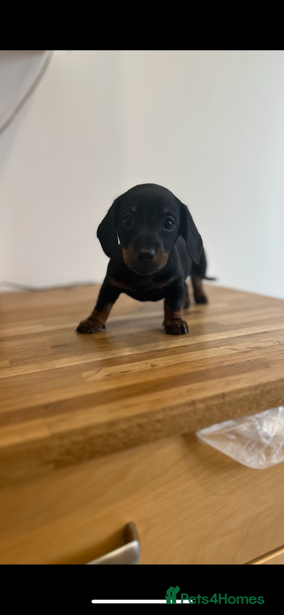 Miniature Dachshund dogs for sale:   🐾READY NOW🐾 | ONLY 1 BOY LEFT - Image 31