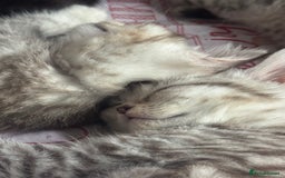 British Shorthair cats for sale: British Short Hair White Kittens  - Image 3