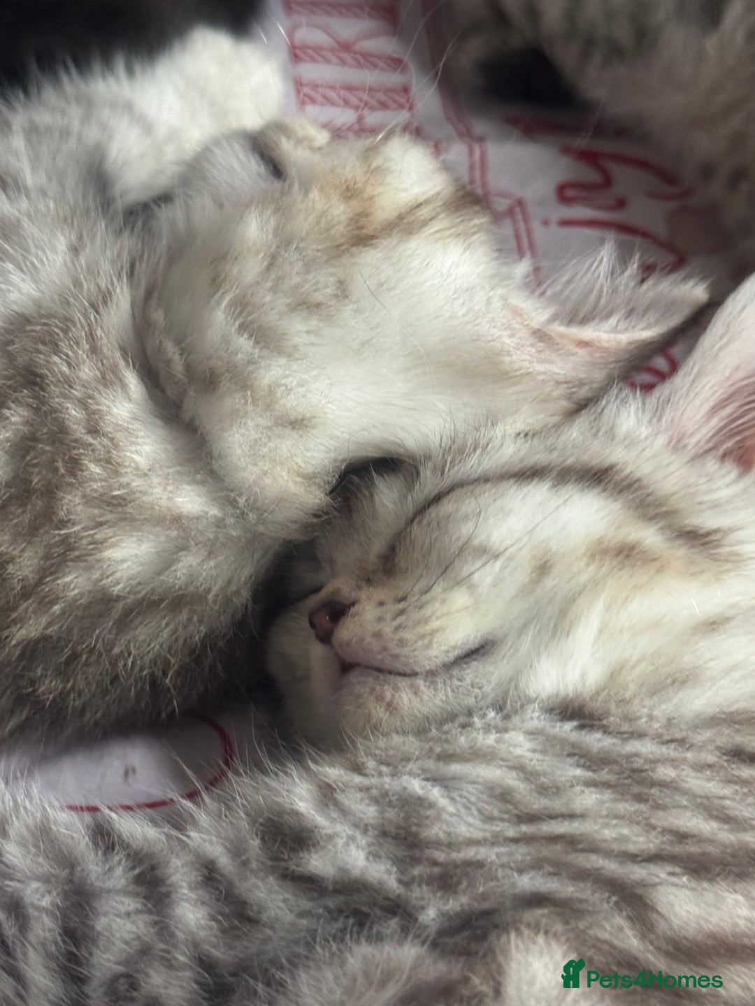 British Shorthair cats for sale: British Short Hair White Kittens  - Image 3