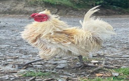 Chickens poultry for sale: Frizzle Rooster - Image 2