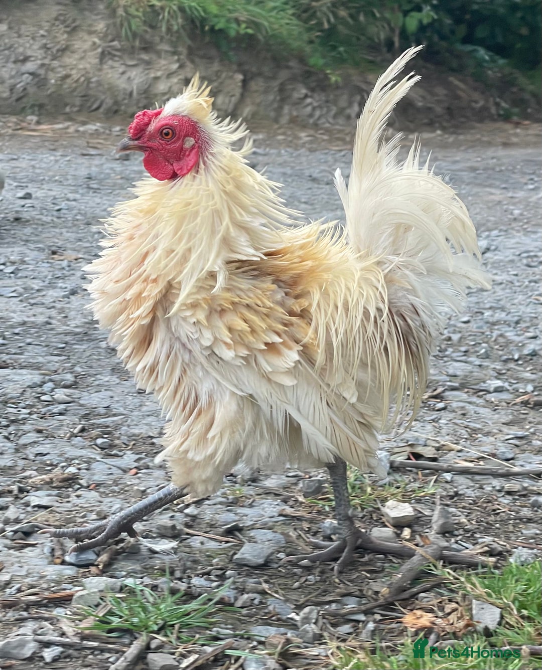 Chickens poultry for sale: Frizzle Rooster - Image 2