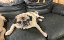 Pug dogs for sale: Platinum pug girls vaccinated Insured microchipped - Image 7