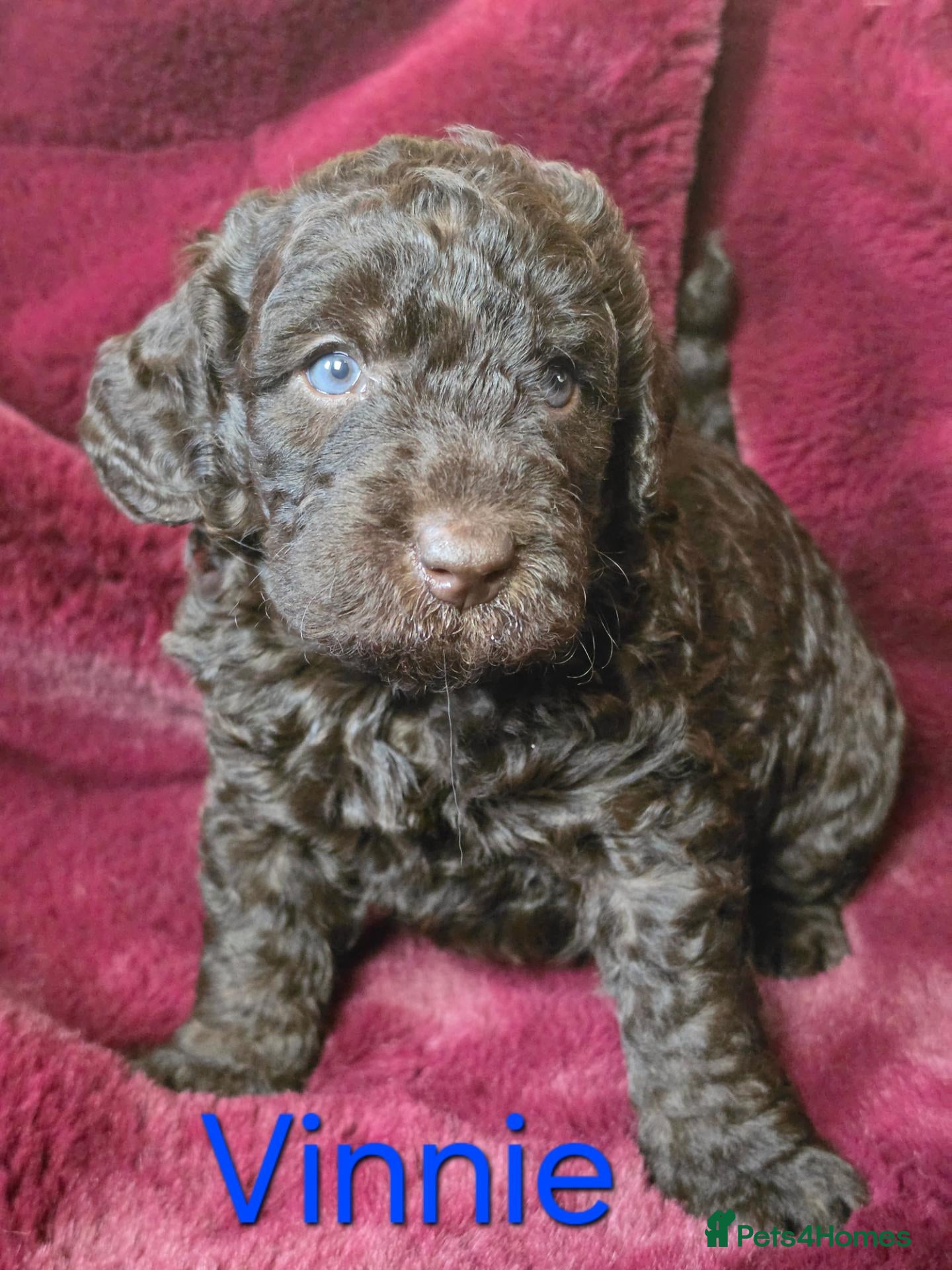 Labradoodle dogs for sale: Gorgeous Miniature Labradoodles - Advert 2
