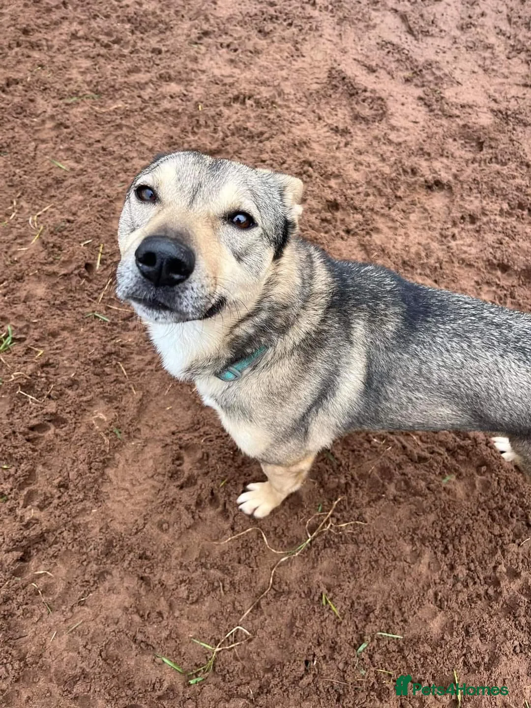 Mixed Breed dogs for adoption: Meet Archie, currently residing in Cheshire. in Nantwich - Advert 12