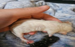 Persian cats for sale: 3 beautiful persian cross shorthair kittens  - Image 2