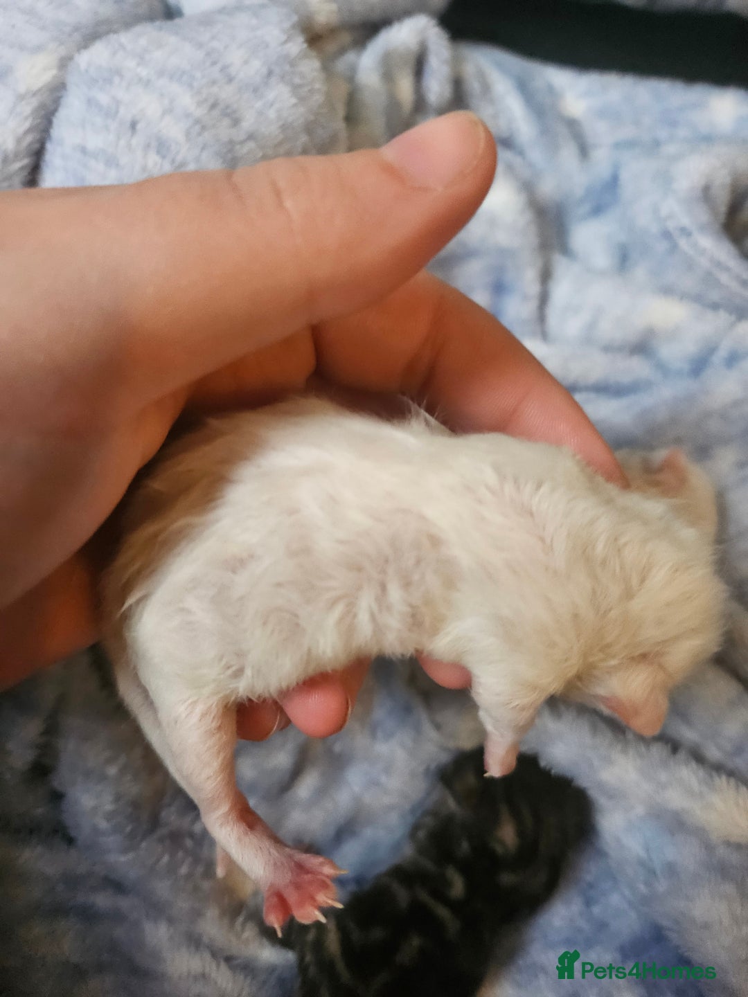 Persian cats for sale: 3 beautiful persian cross shorthair kittens  - Image 2