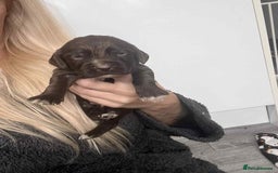 Cocker Spaniel dogs for sale: Cocker spaniel puppies 5 boys available  - Image 11