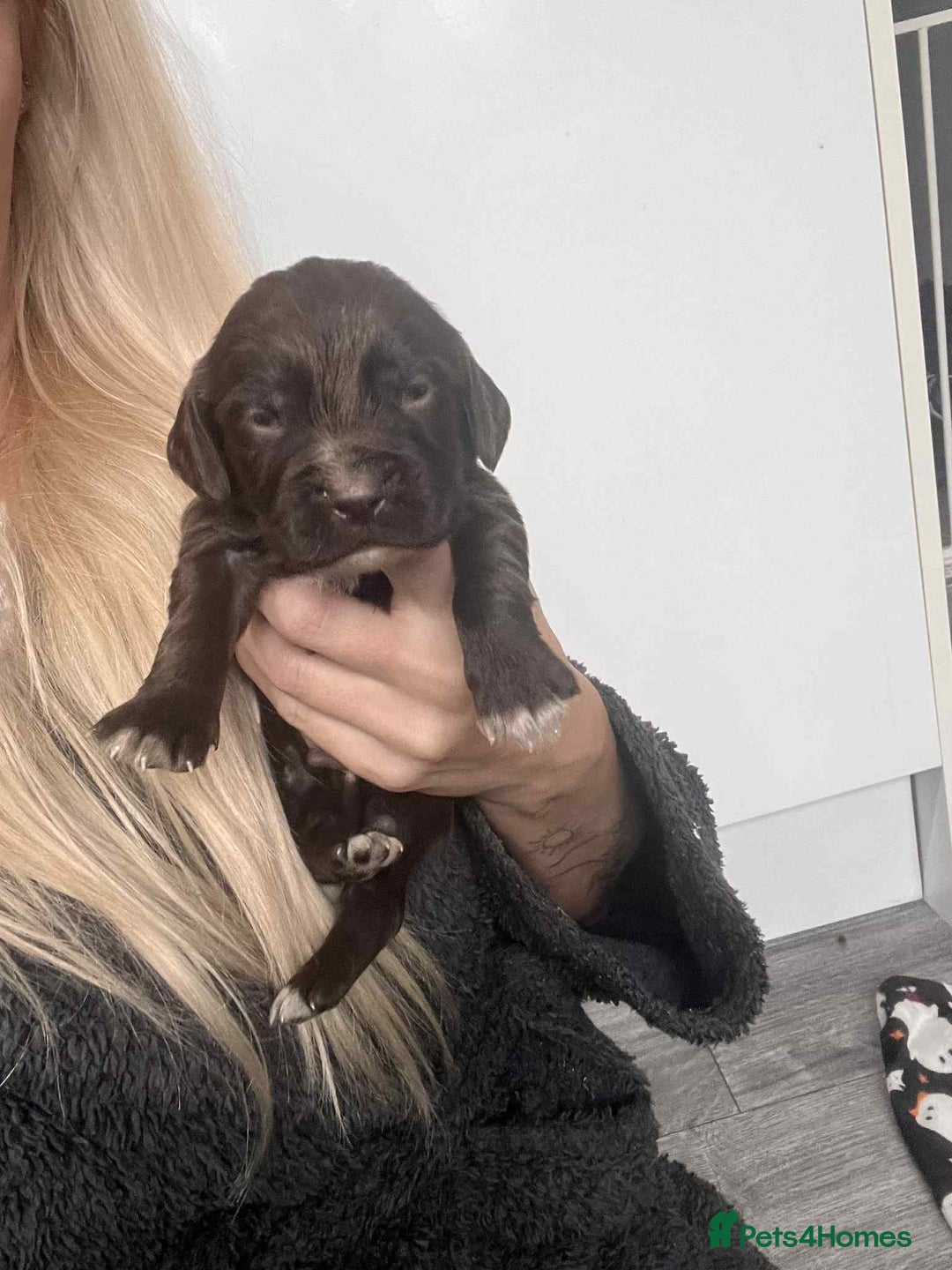 Cocker Spaniel dogs for sale: Cocker spaniel puppies 5 boys available  - Image 11
