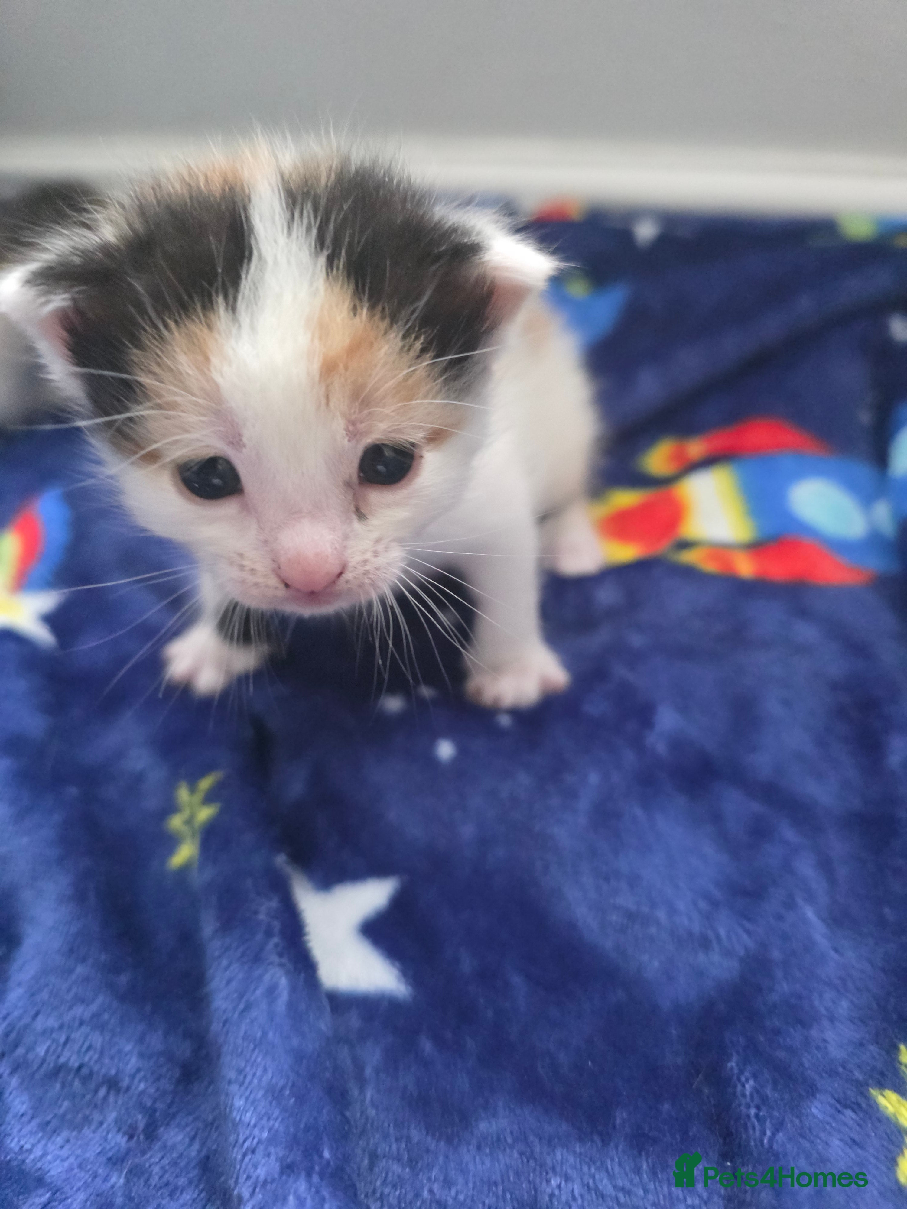 Mixed Breed cats for sale: Mixed bread kittens  - Advert 7