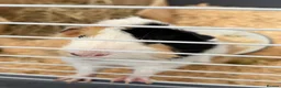Guinea Pig rodents for sale: 2 Male bonded guinea pigs  - Advert 5