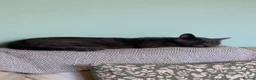 Mixed Breed cats for sale: 4 lovely playful kitten - Advert 1