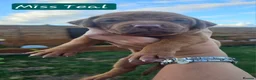 Rhodesian Ridgeback dogs for sale: Beautiful Rhodesian Ridgeback Puppies  in Doncaster - Advert 8