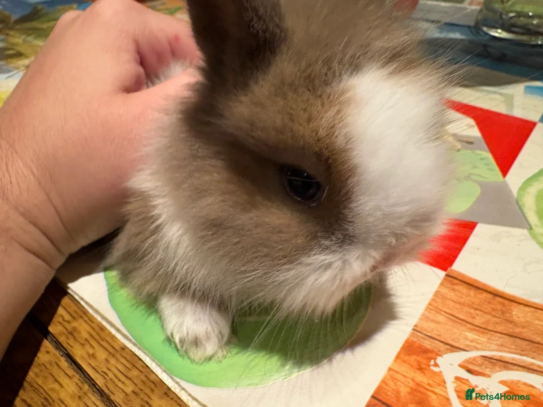 Lionhead rabbits for sale: 4 Lionhead bunnies for sale- mixed  - Advert 10