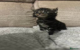 Maine Coon cats for sale: Maine coons kittens  - Image 2