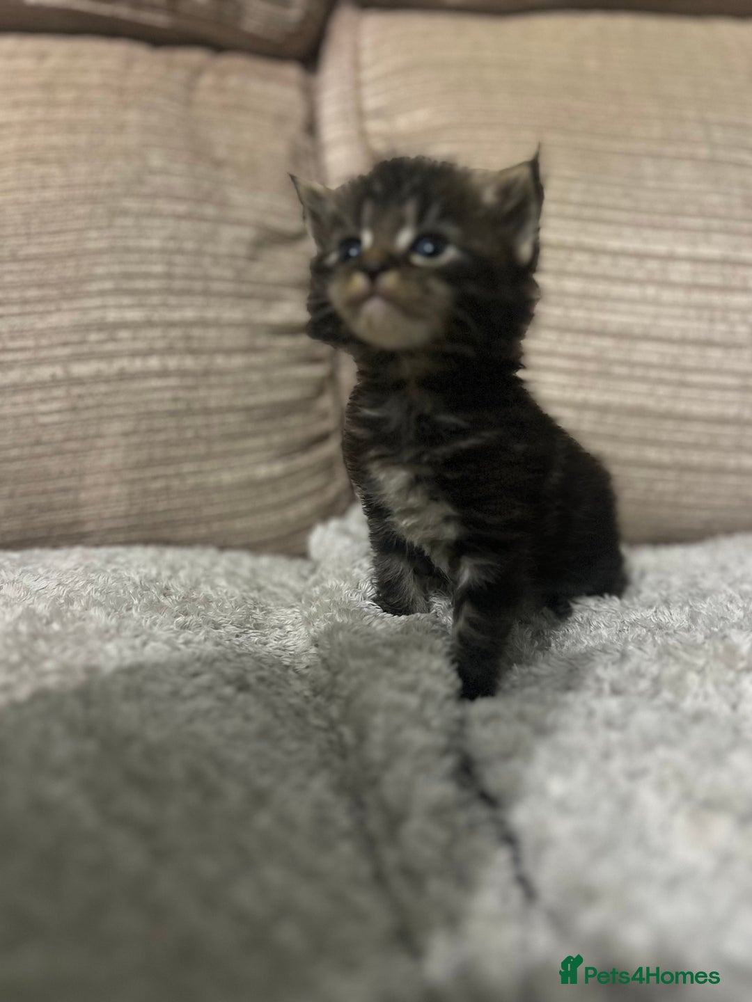 Maine Coon cats for sale: Maine coons kittens  - Image 2