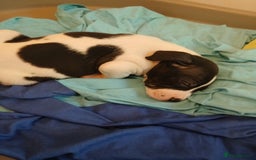 American Bull Staffy dogs for sale: Puppies  - Advert 9