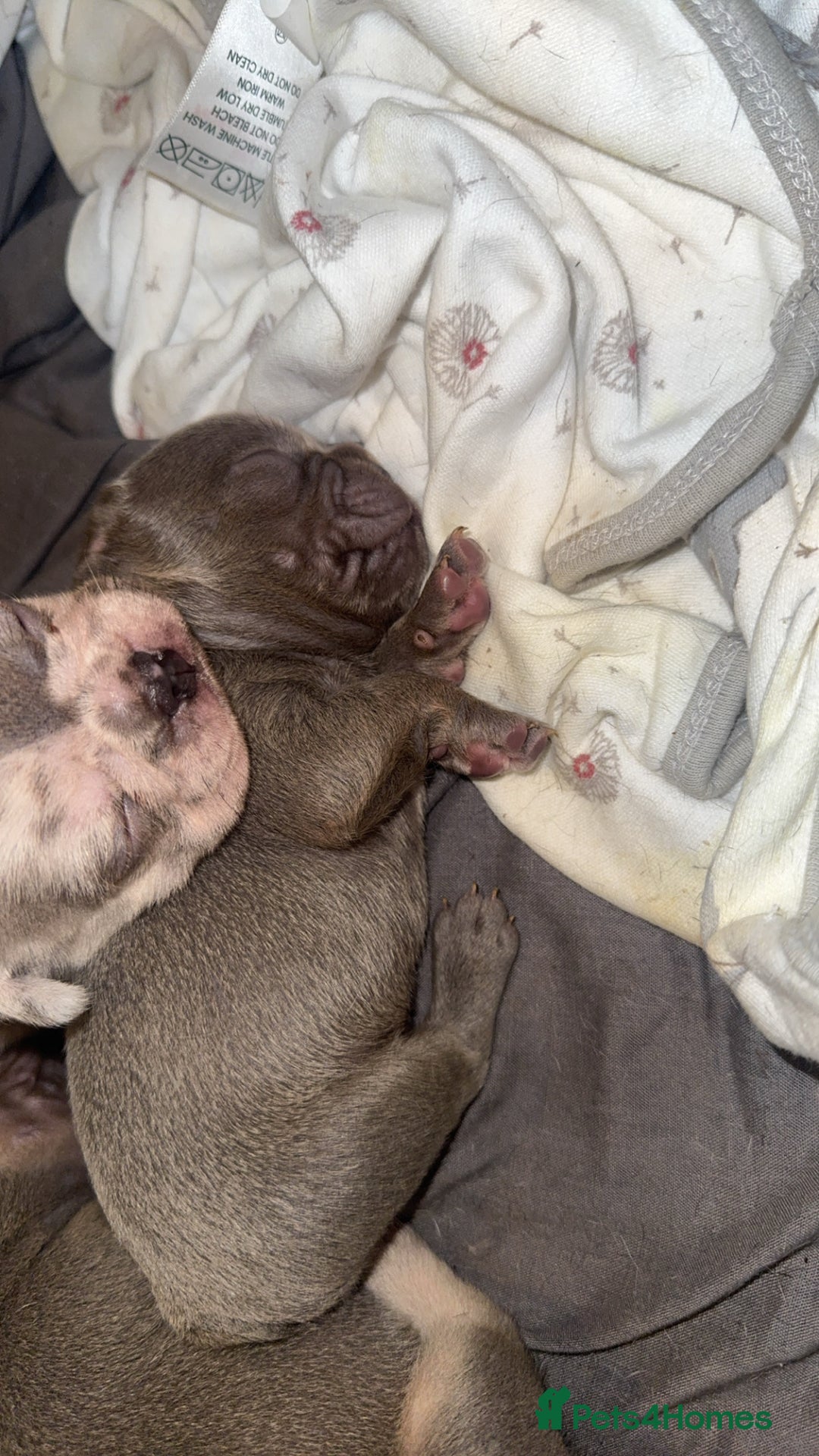 French Bulldog dogs for sale: 8 KC Reg’d French Bulldog Pups For Sale - Image 12
