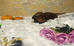 Dachshund dogs for sale: Dachshund Miniature  - Image 6