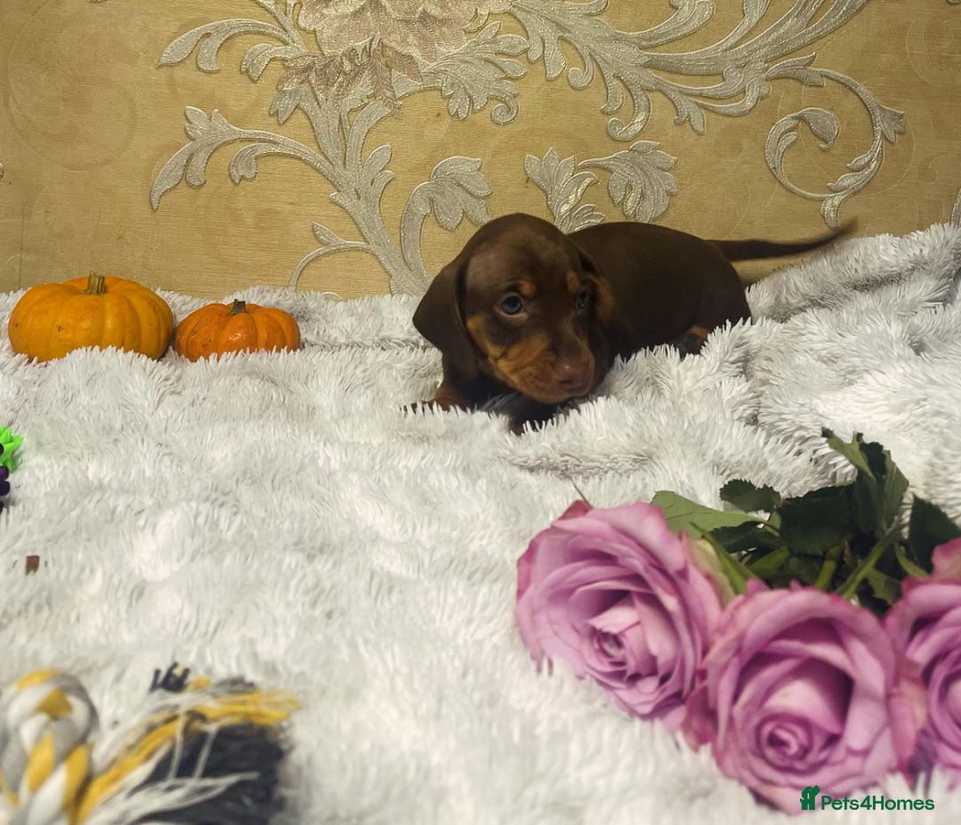 Dachshund dogs for sale: Dachshund Miniature  - Image 6