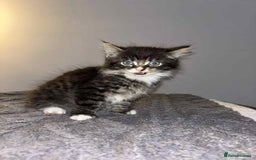 Bengal cats for sale: Four beautiful baby girl kittens  - Image 9