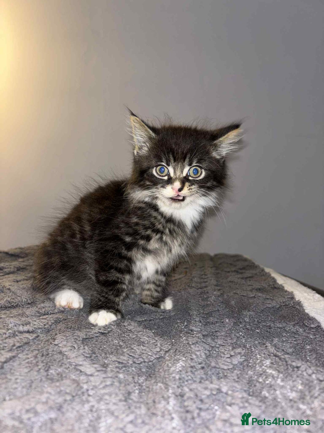 Bengal cats for sale: Four beautiful baby girl kittens  - Image 9