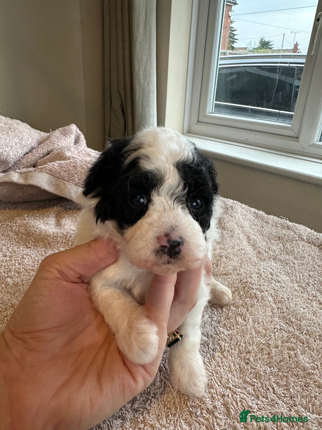 Toy Poodle dogs for sale: KC registered toy poodles - Image 12