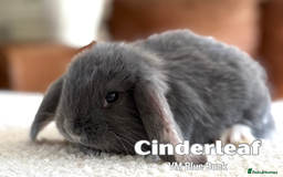 French Lop rabbits for sale: Beautiful Baby French Lops - Image 8