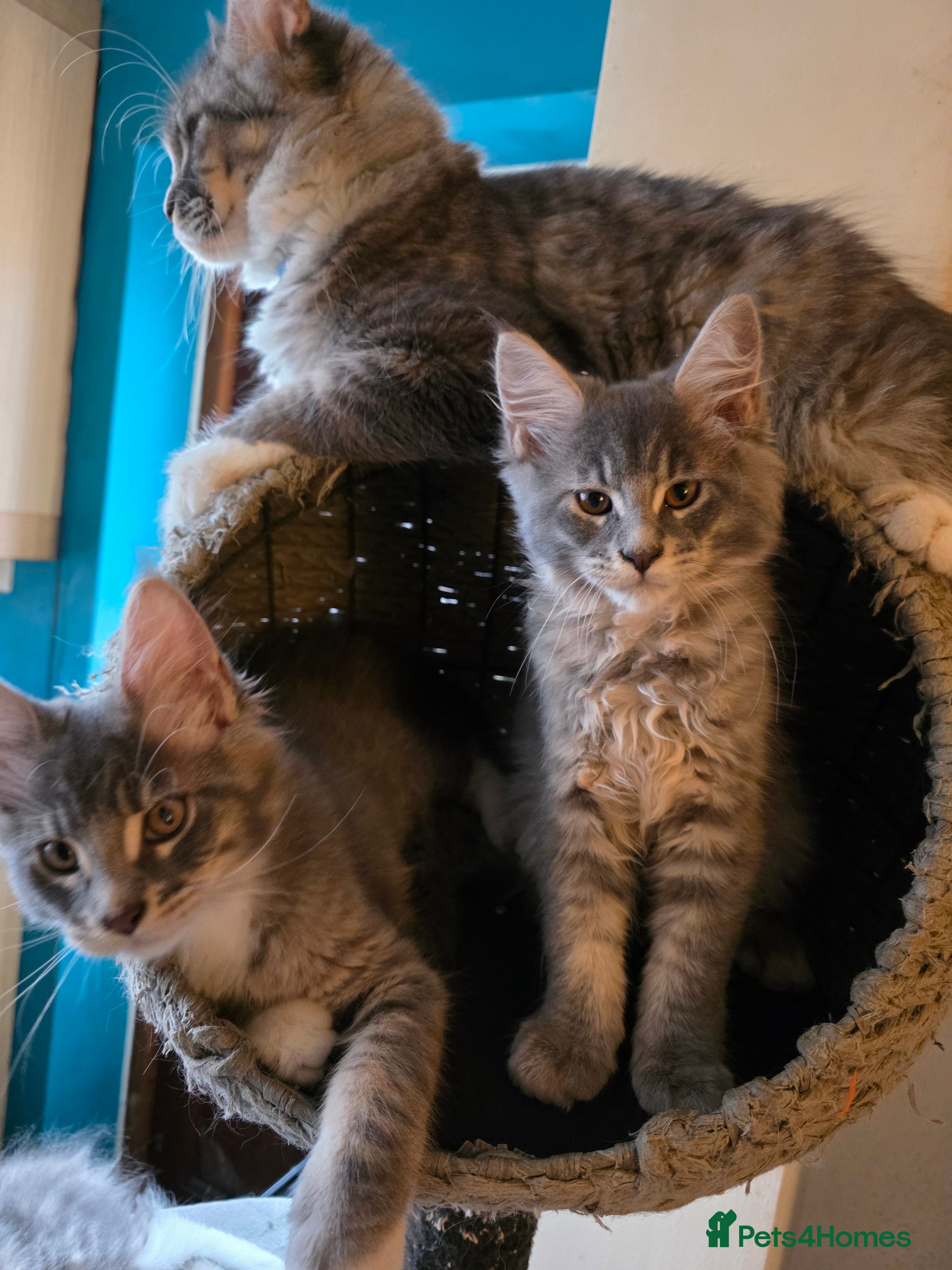 Maine Coon cats Champion Blood Maine Coon Kittens 2 boys/ 2 girl  - Advert 1