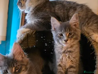 Maine Coon cats Champion Blood Maine Coon Kittens 2 boys/ 2 girl - Advert 1