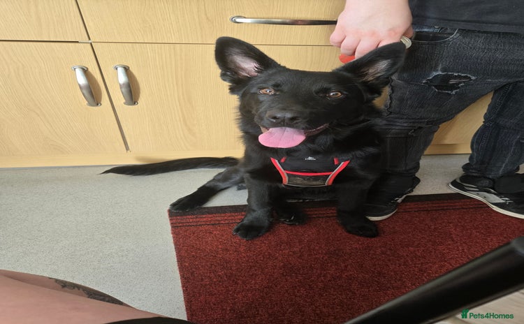 Mixed Breed dogs - Advert 1