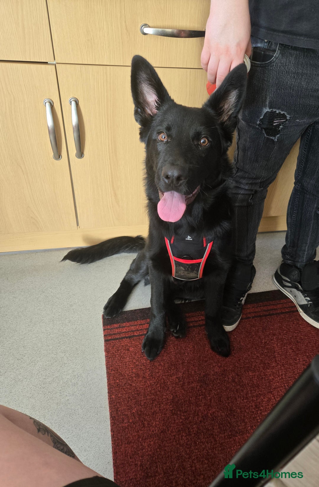 Mixed Breed dogs for sale: Beau - German Shepherd x Alaskan Malamute - Image 1