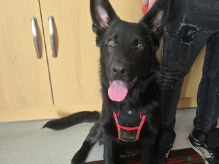 Mixed Breed dogs - Advert 4