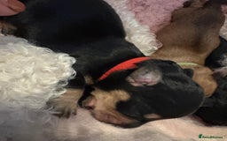 Mixed Breed dogs for sale: Doxie poo puppies - Image 12