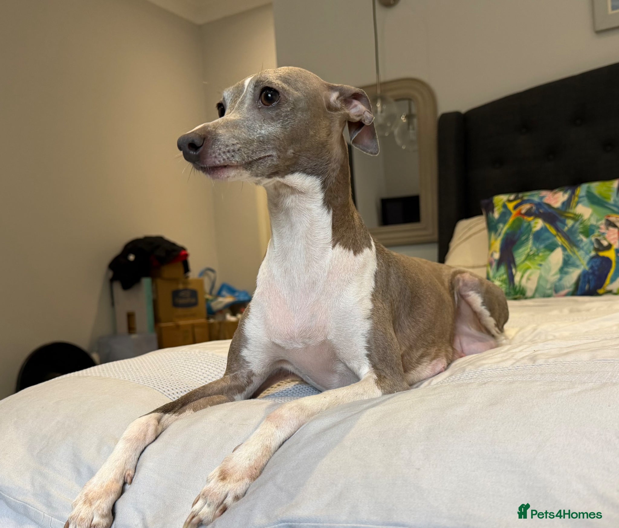 Italian Greyhound dogs Kc Italian greyhound puppys only 2 left  - Advert 2