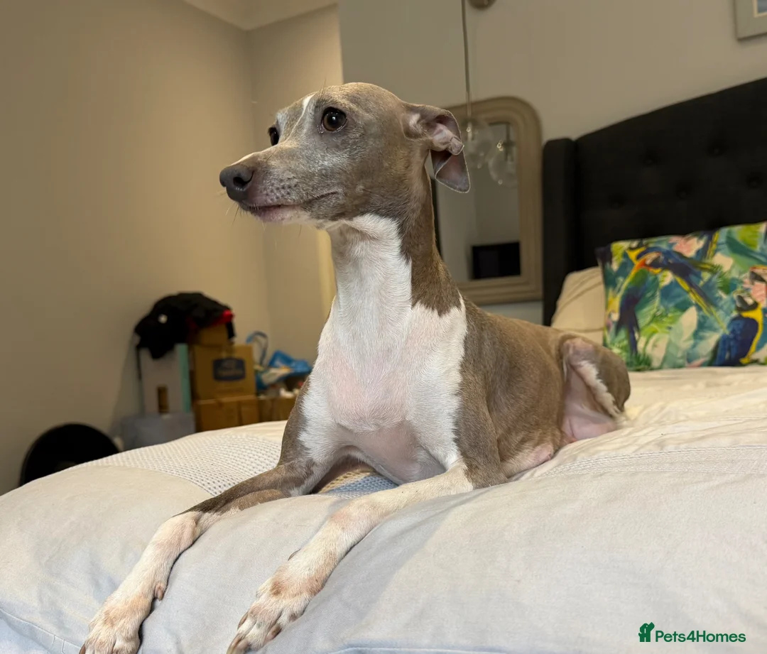 Italian Greyhound dogs for sale: Kc Italian greyhound 4 boys - Advert 2