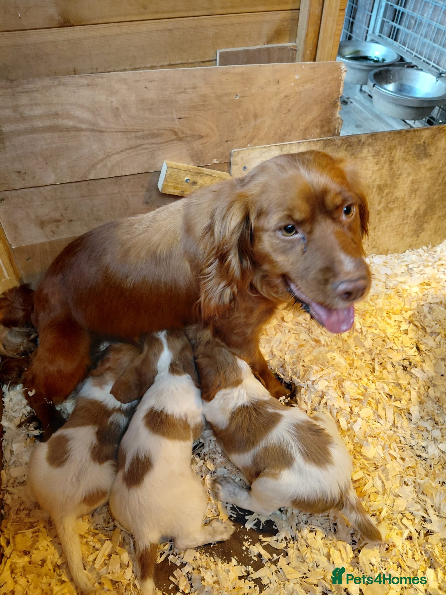 Cocker Spaniel dogs Beautiful cocker spaniel pups READY TO LEAVE NOW  - Advert 1