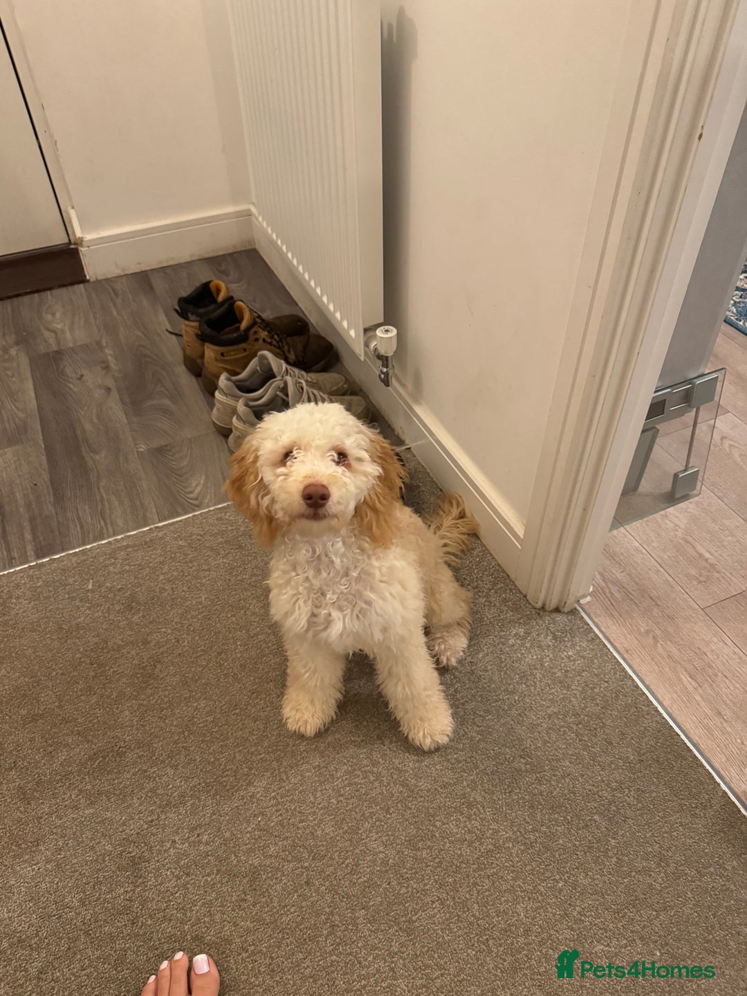 Cockapoo dogs for sale: Male cockapoo 7 months old - Advert 5