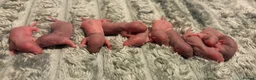 Rat rodents for sale: Beautiful siamese baby rats - Advert 16