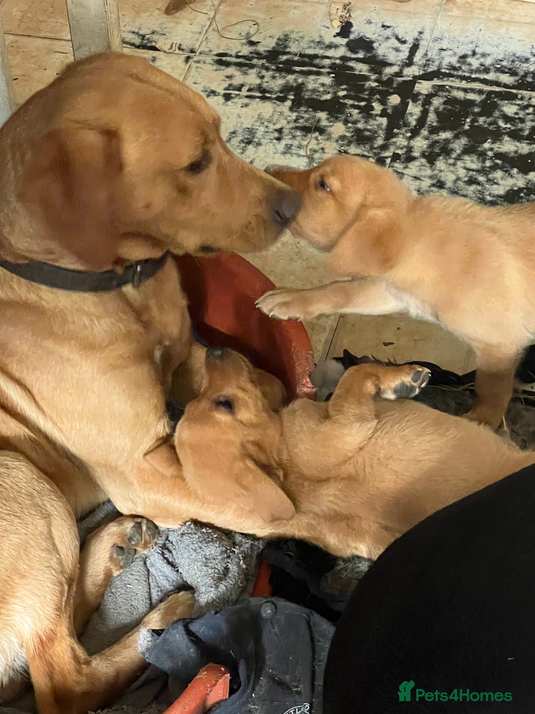 Labrador Retriever dogs for sale: Beautiful Labrador pup looking for home - Image 3