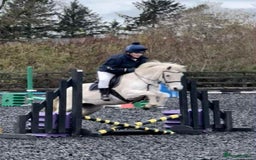 Connemara horses for sale: Abros 🫶🏻🥕 - Image 2
