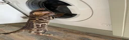 Bengal cats for sale: Bengal kitten GCCF registred  - Advert 5