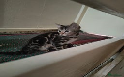 American Shorthair cats for sale: American Short hair kittens - Image 11