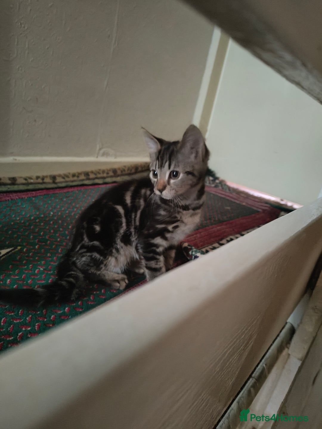 American Shorthair cats for sale: American Short hair kittens - Image 11