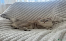 British Shorthair cats for sale: White britishshorthair female - Image 4
